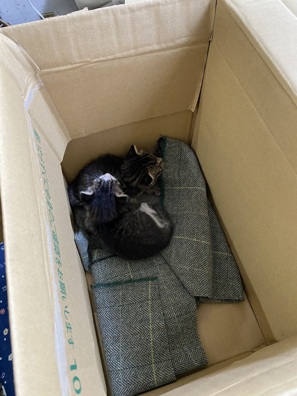 【福山市】屋根裏に迷い込んだ子猫を救出！便利屋ふじわらの動物保護対応 作業写真